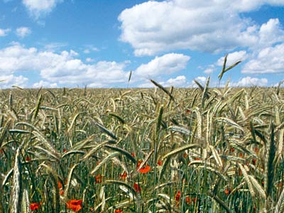 Blick auf Roggenfeld